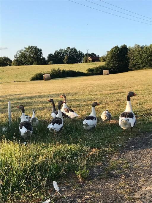 « Le Vieux Hangar » Gite A La Ferme Le Buisson-de-Cadouin Exteriér fotografie